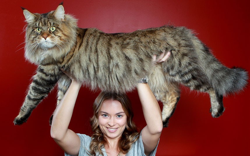 A woman holds a large Main Coon above her head.