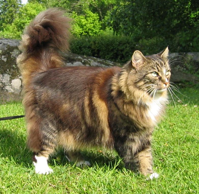 A female Norwegian Forest Cat stands in the grass.