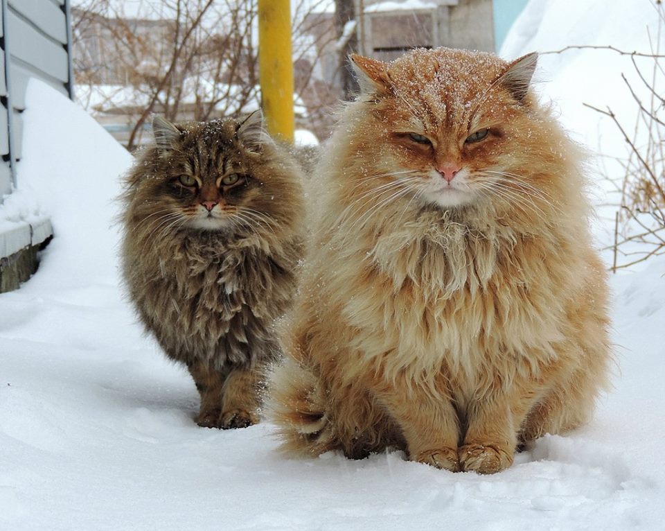 Two, fluffy Siberian cats are standing together in the snow.